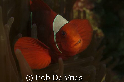 Anemone fish posing by Rob De Vries 